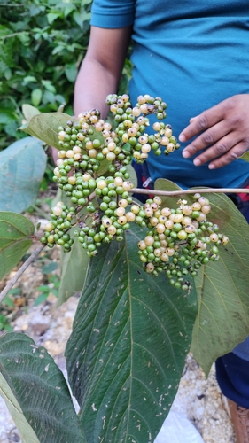 Cordia sulcata, photograph 4