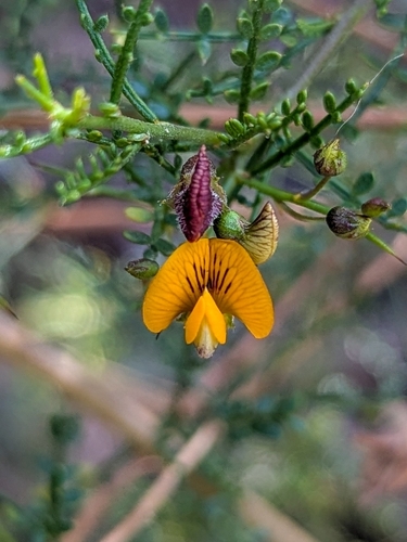 Pahuen (Adesmia microphylla)