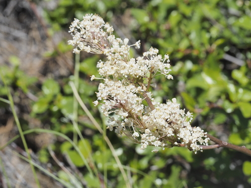 redstem ceanothus (Ceanothus sanguineus)