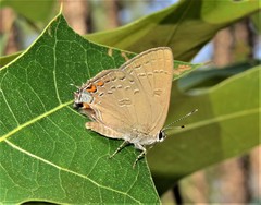 Satyrium edwardsii