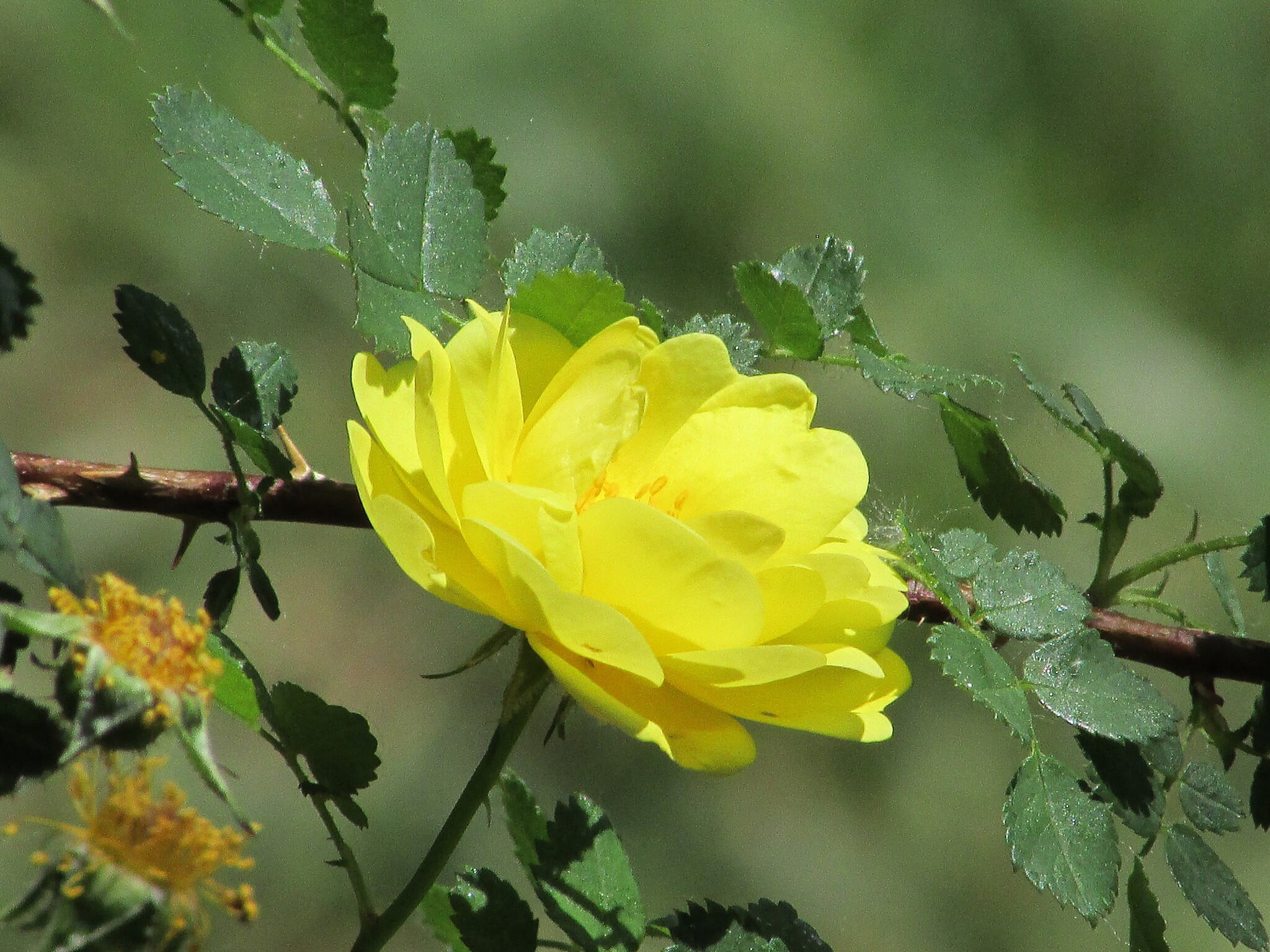 Rosa polyantha