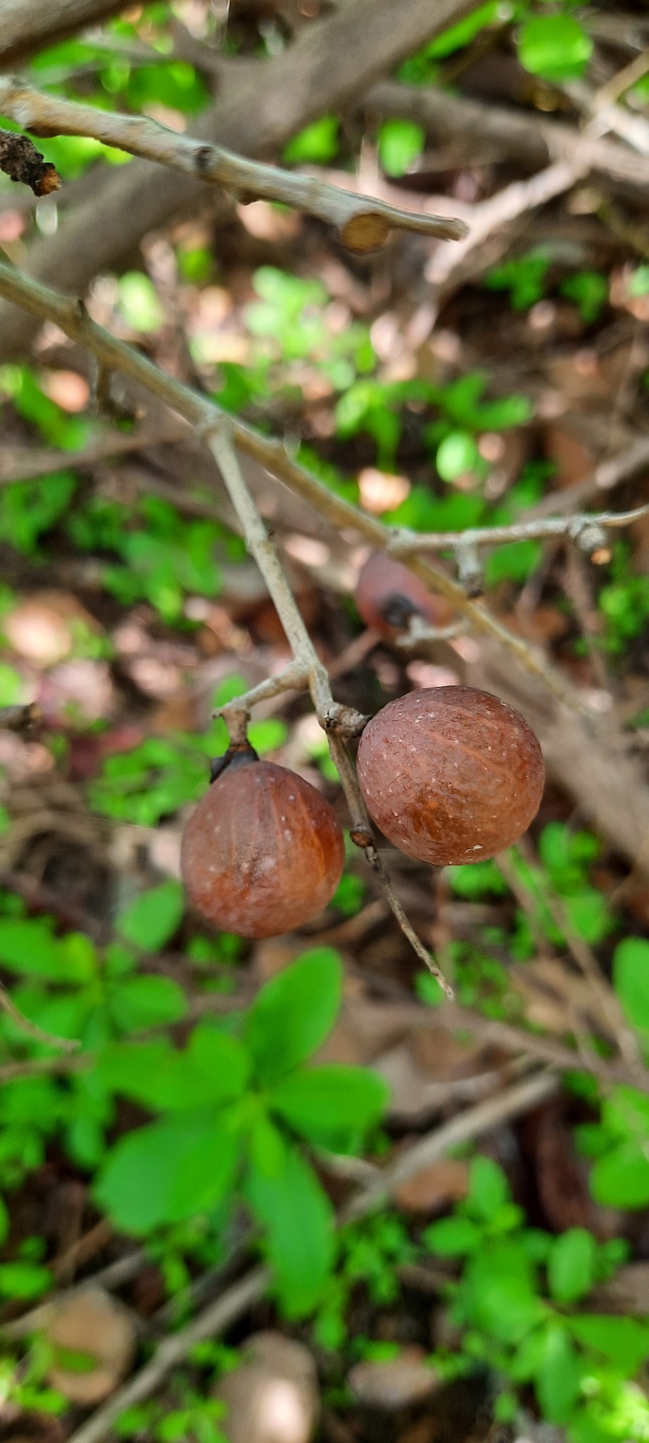 Sapindus saponaria