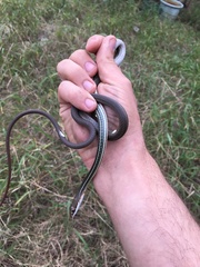 Masticophis schotti ruthveni