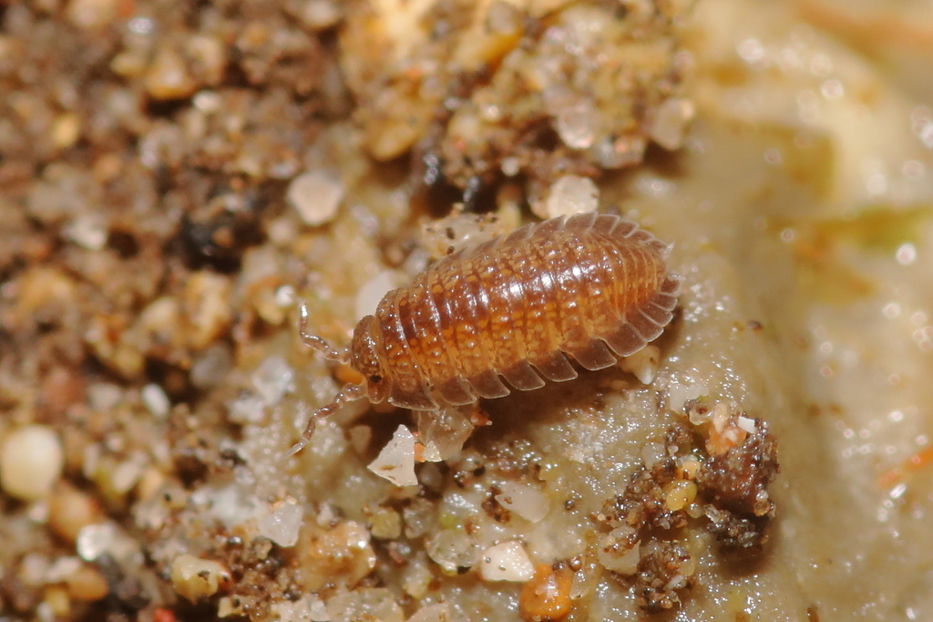 Pillbug