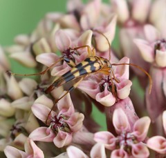 Strangalia luteicornis