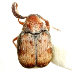 Acanthoscelides pectoralis