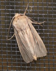 Leucania phragmitidicola