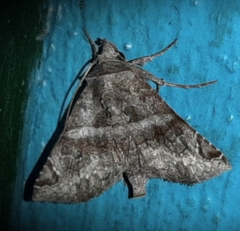 Ophiusini