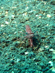 Rhynchocinetes durbanensis