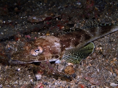 Platycephalidae