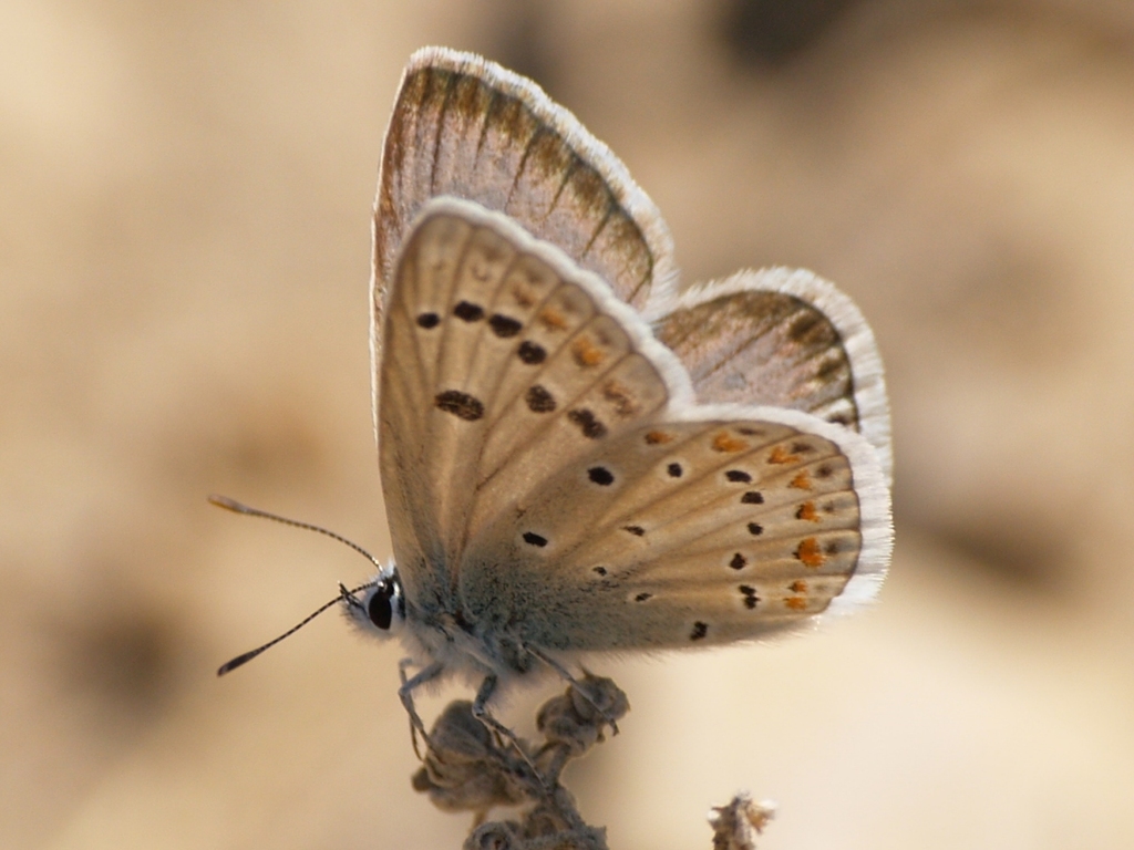 Mother-of-pearl Blue