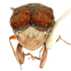 Acanthoscelides pectoralis