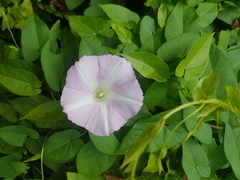 Calystegia sepium roseata x Silvatica disjuncta