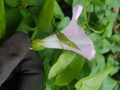 Calystegia sepium roseata x Silvatica disjuncta