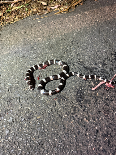 Eastern Bandy Bandy sighting