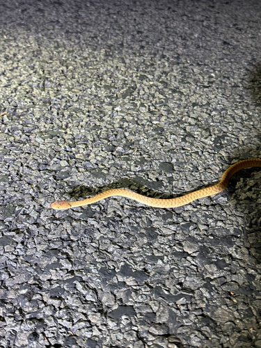 Brown Tree Snake sighting
