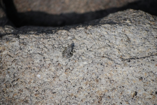 iNaturalist observation photo of Pacific chorus frog