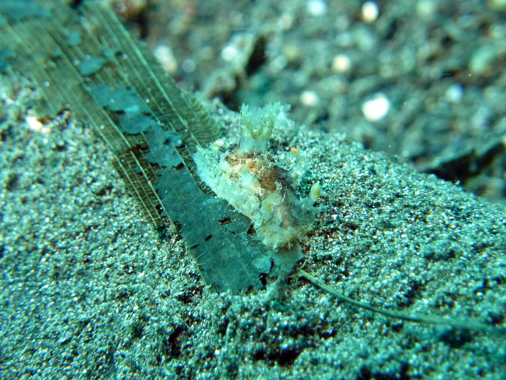 Filigreed Lightbulb Dorid