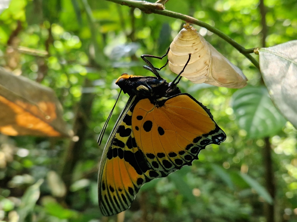 Euphaedra Charaxes