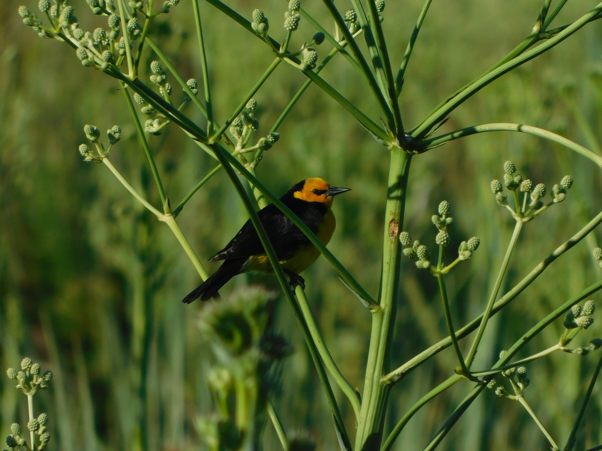 Saffron-cowled Blackbird (Xanthopsar flavus), photo 4