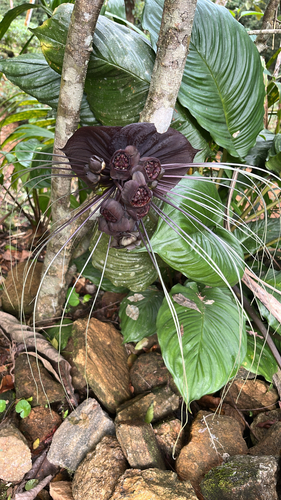 Black Bat Flower (Tacca chantrieri)