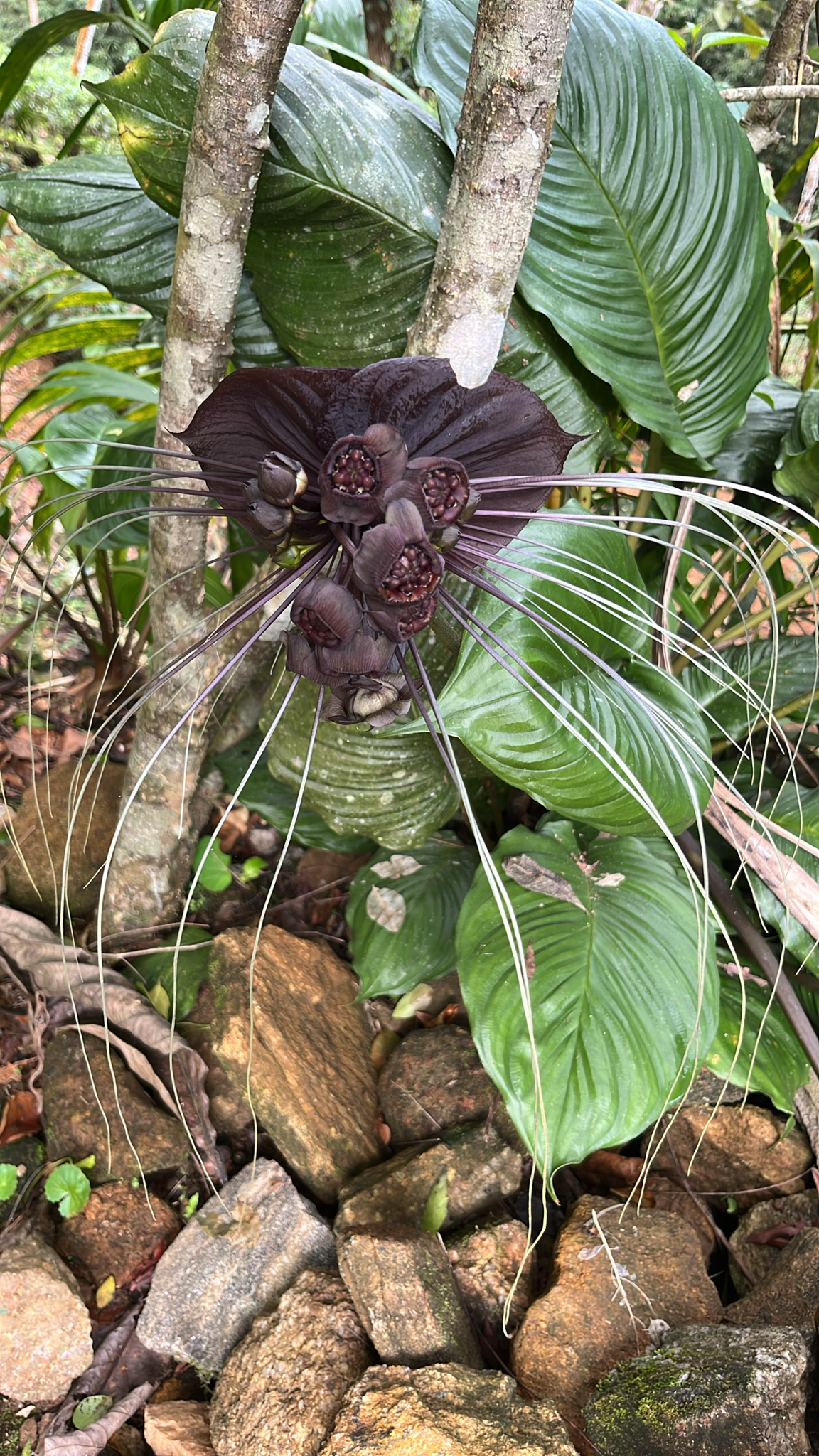 Black Bat Flower (Tacca chantrieri)