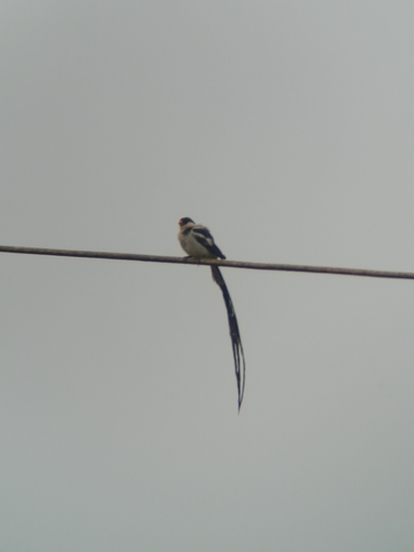Pin-tailed Whydah