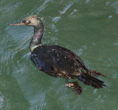Urile pelagicus