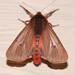 Ruby Tiger Moth - Photo (c) Bev Edwards, some rights reserved (CC BY-NC), uploaded by Bev Edwards