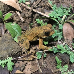 Incilius aucoinae