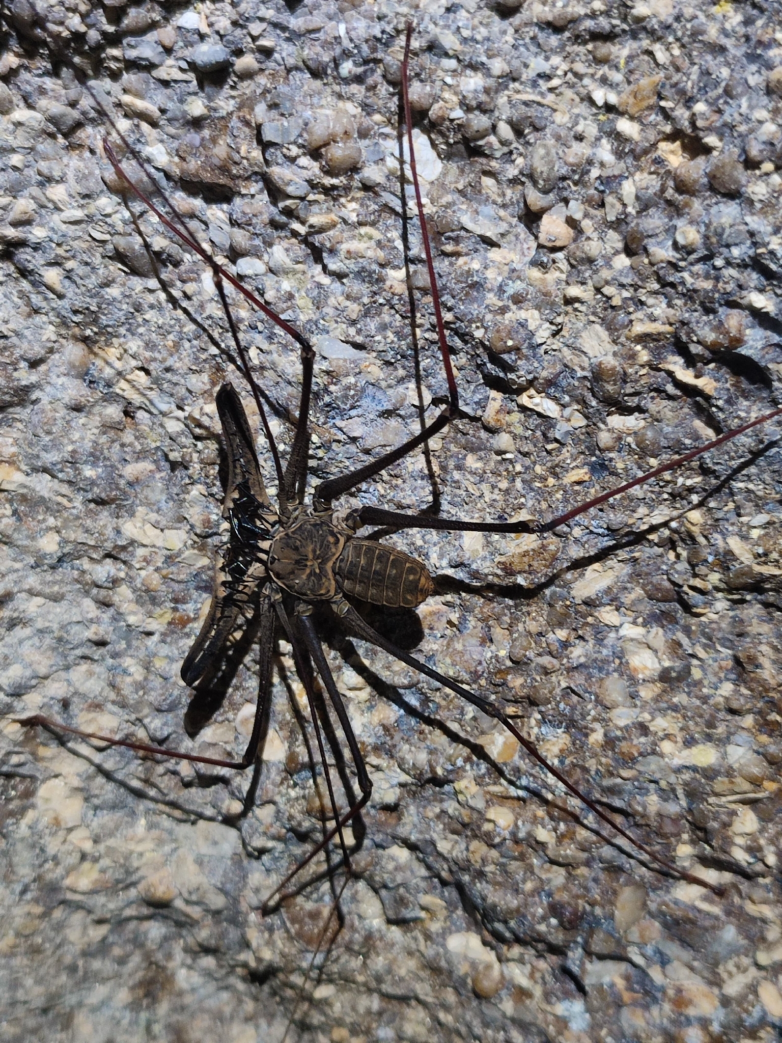 Heterophrynus batesii (Butler, 1873)