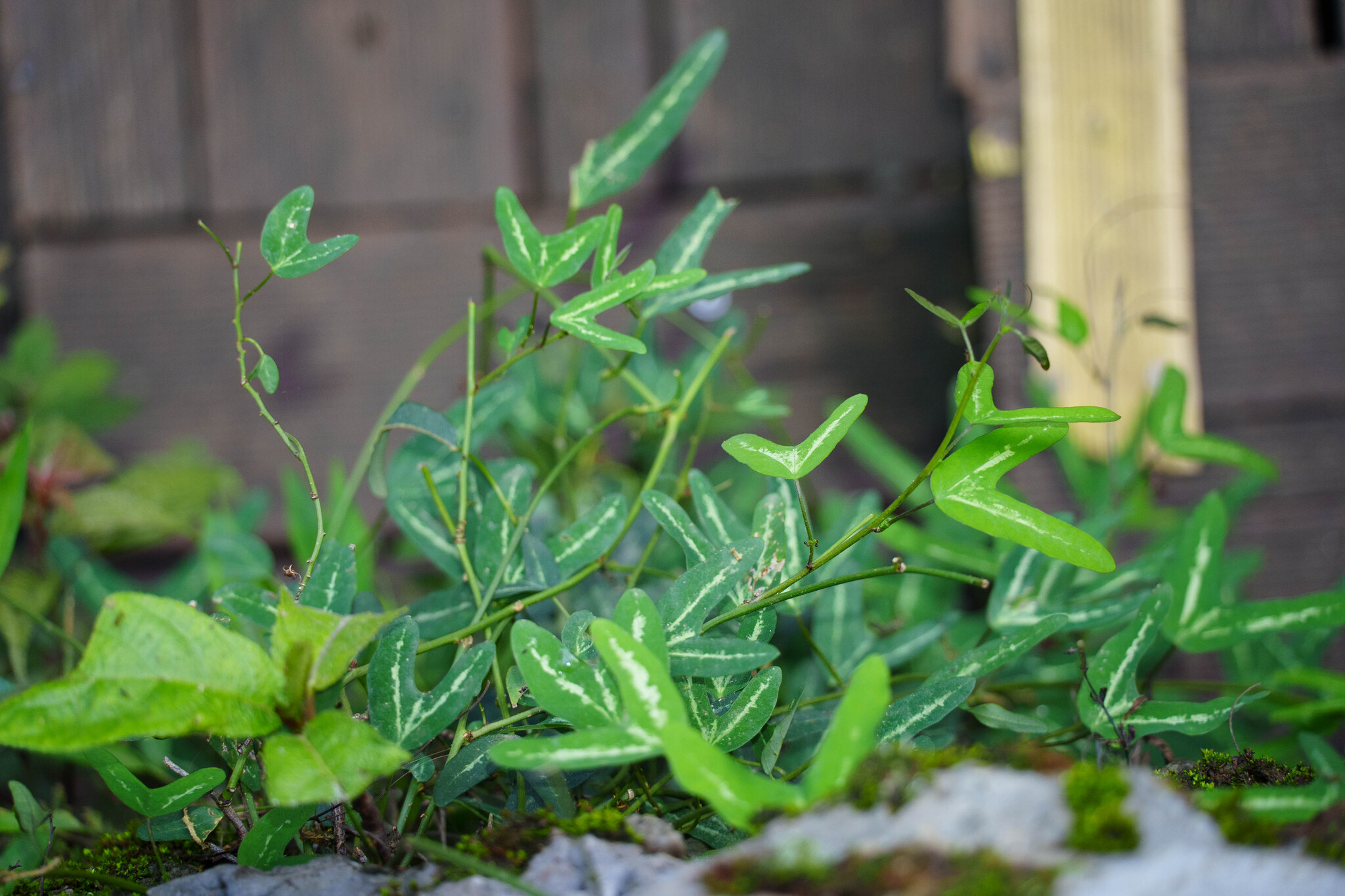 Uraria campanulata (Uraria campanulata)