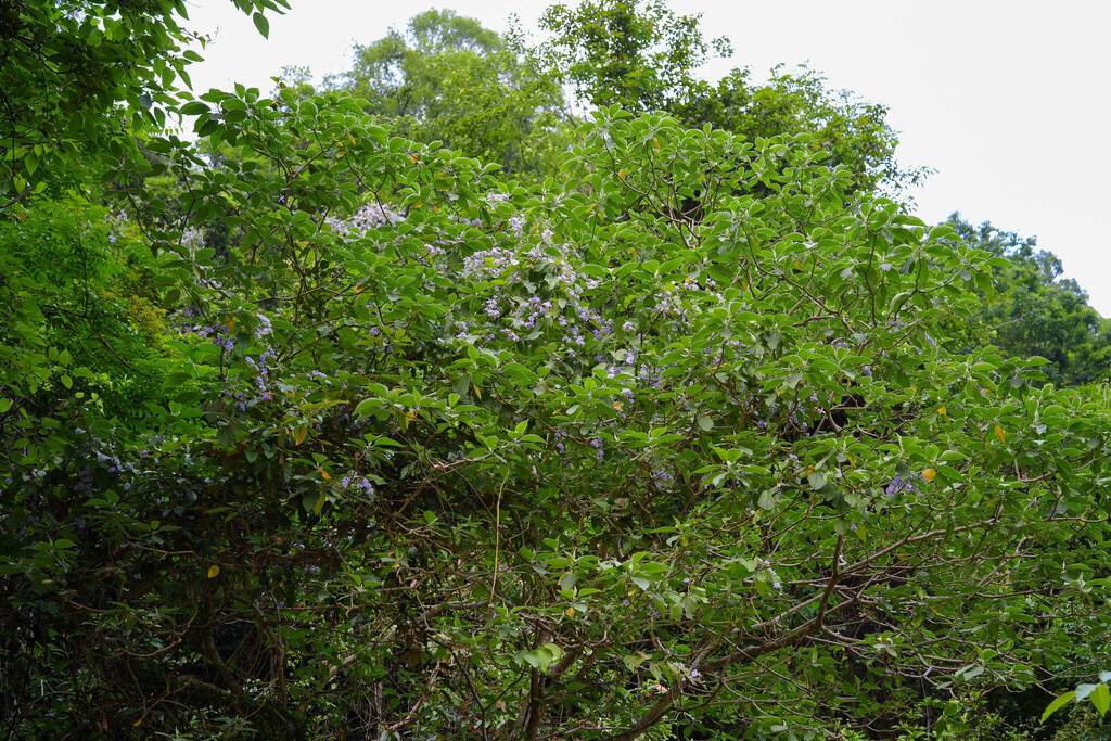 Tridynamia sinensis (Tridynamia sinensis)