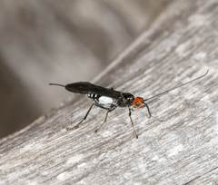 Callibracon capitator