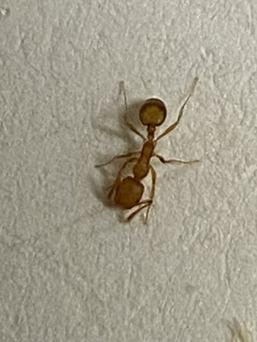Pharaoh Ant photo 3