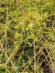 Cassytha paniculata