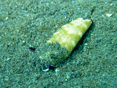 Plakobranchus papua