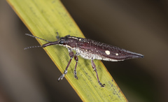 Rhinotia bidentata