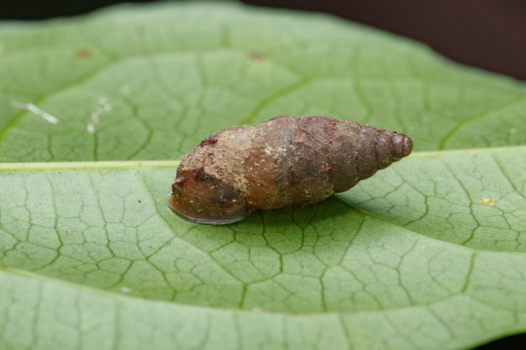 Mirus hartmani