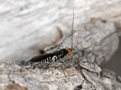 Callibracon capitator