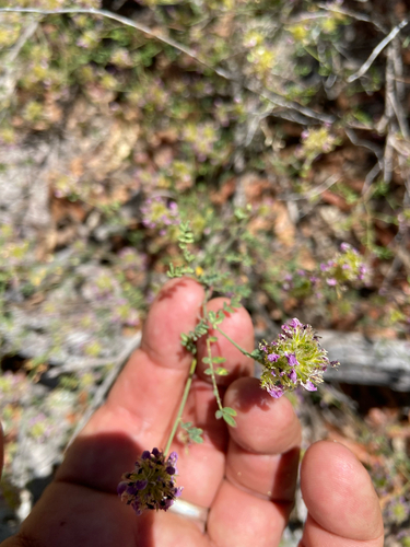 Dalea tentaculoides
