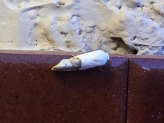 Ponometia elegantula