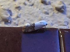 Ponometia elegantula