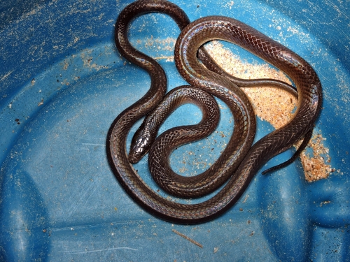 Black False Boa