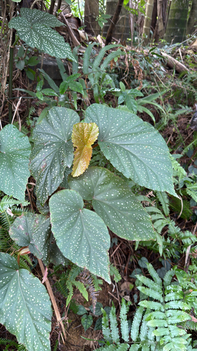 Begonia coccinea observed 2025-12-19