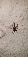 Hogna bivittata