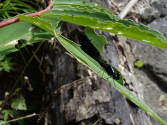 Aristocypha fenestrella