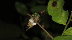 Amazilia tzacatl