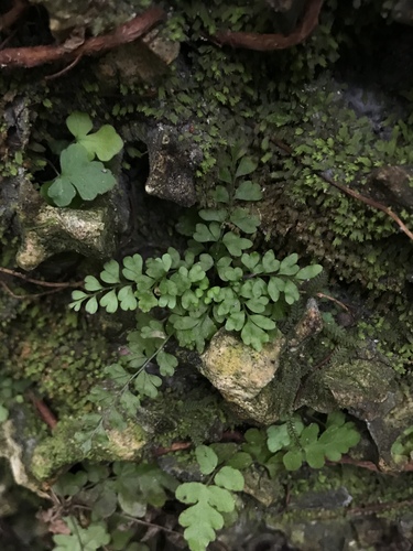 Aspleniaceae image