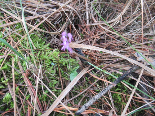 Hooded Hemipilia (Hemipilia cucullata)